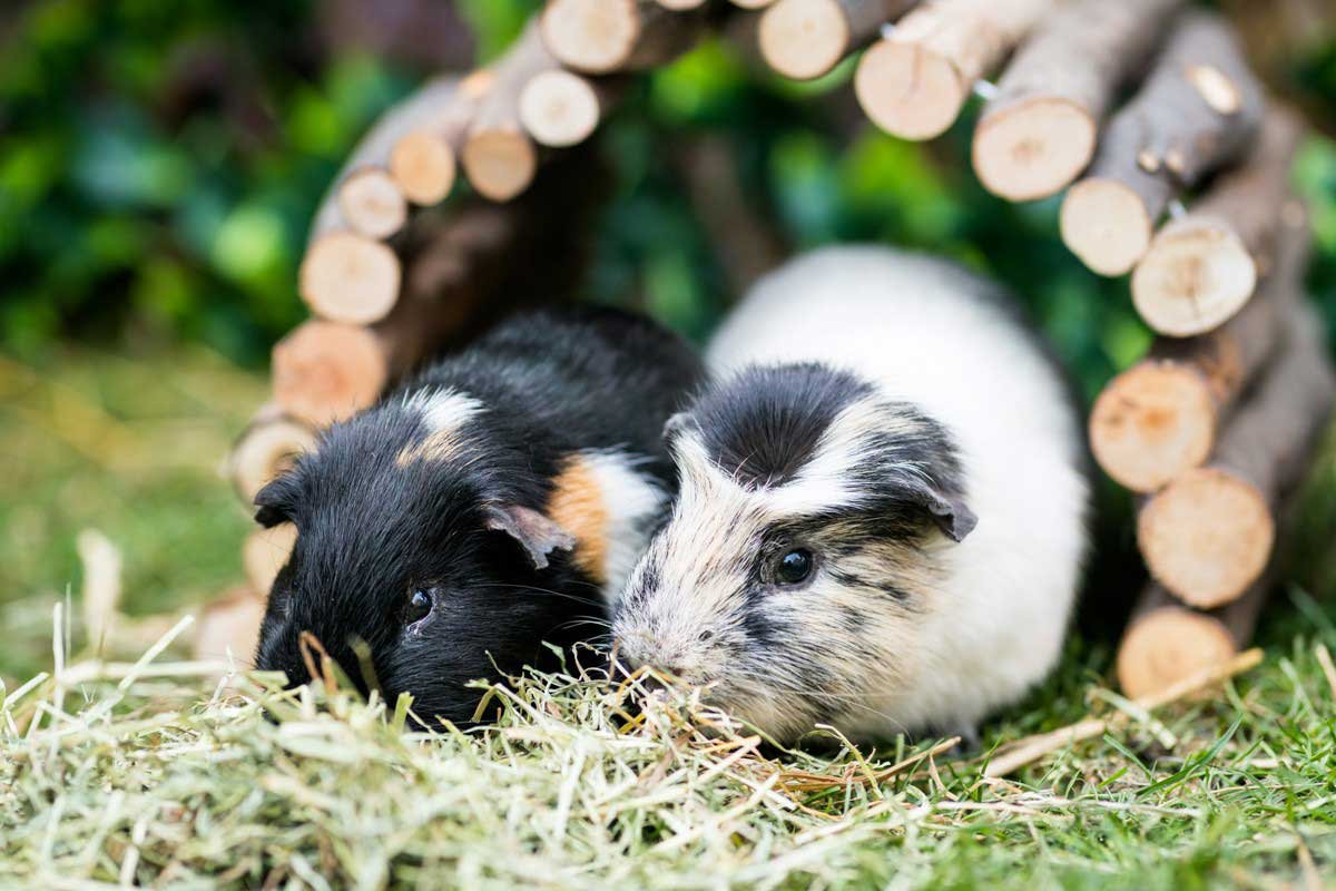 Guinea Pig Awareness Week Returns Companion Life