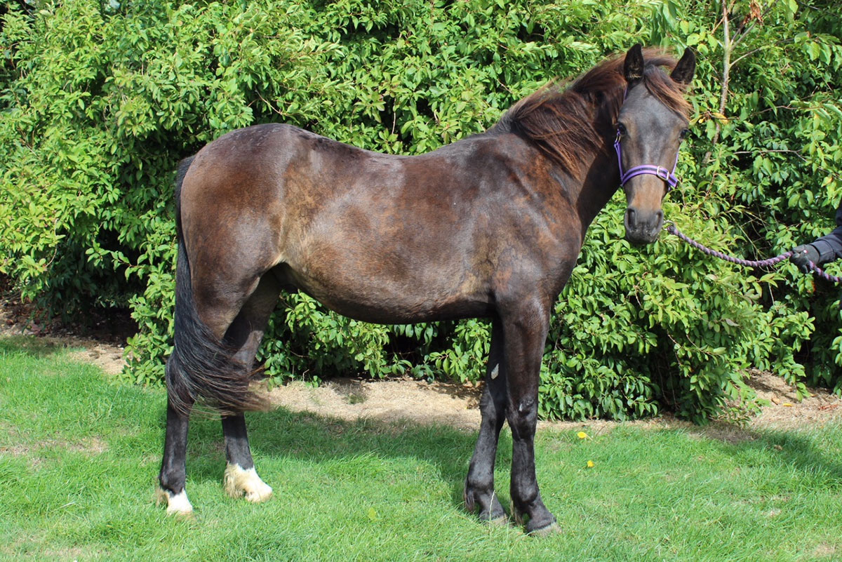 RSPCA prepares to care for record number of horses this Christmas ...