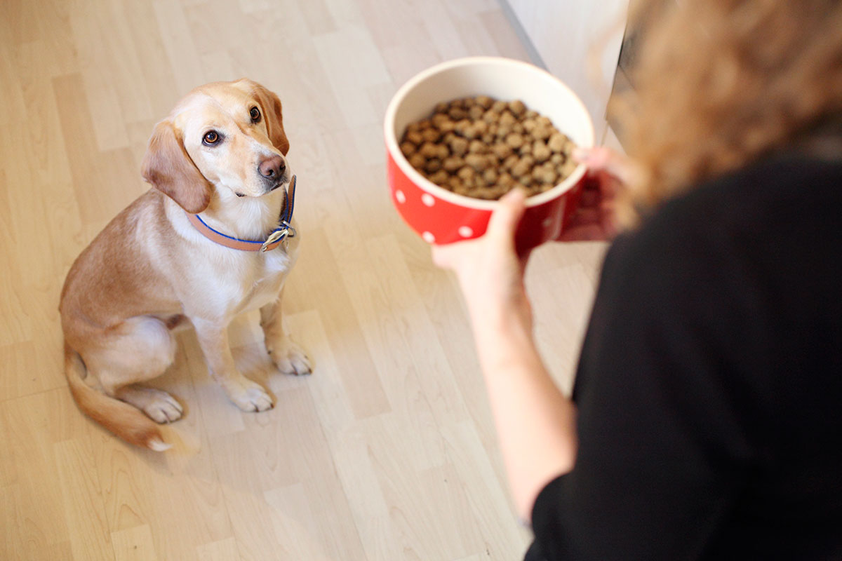 RSPCA encourage a healthy start to 2019 for our pets - Companion Life