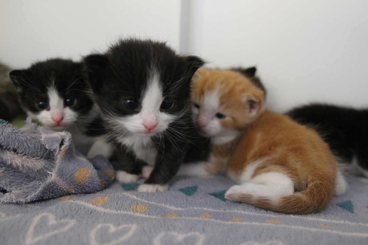 Cat owner overwhelmed when kittens just keep coming - Companion Life