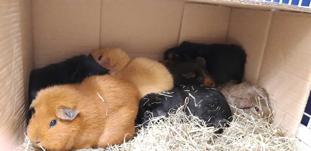 Seven guinea pigs dumped in flytipping hotspot Companion Life