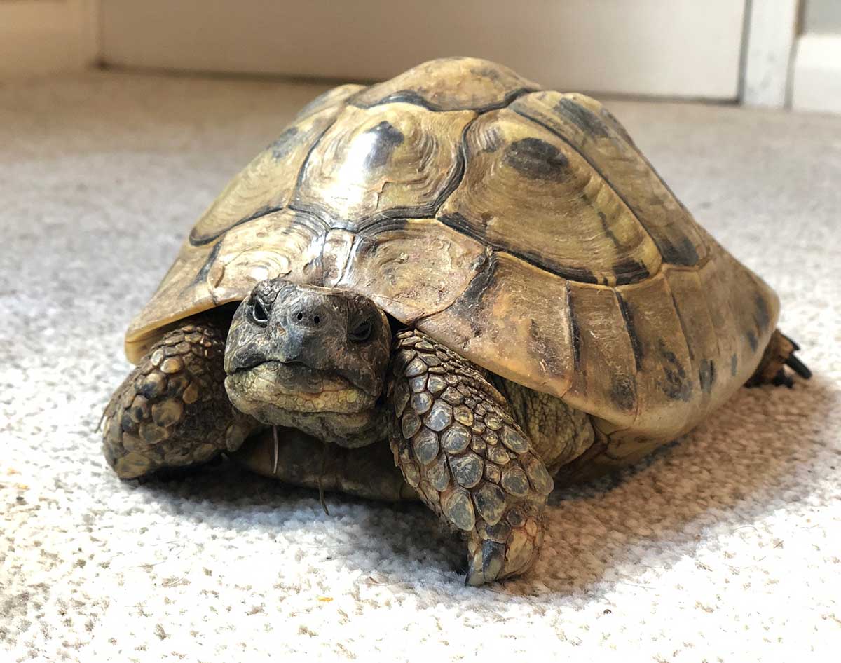 RSPCA issues advice after giant tortoise is found wandering through a ...