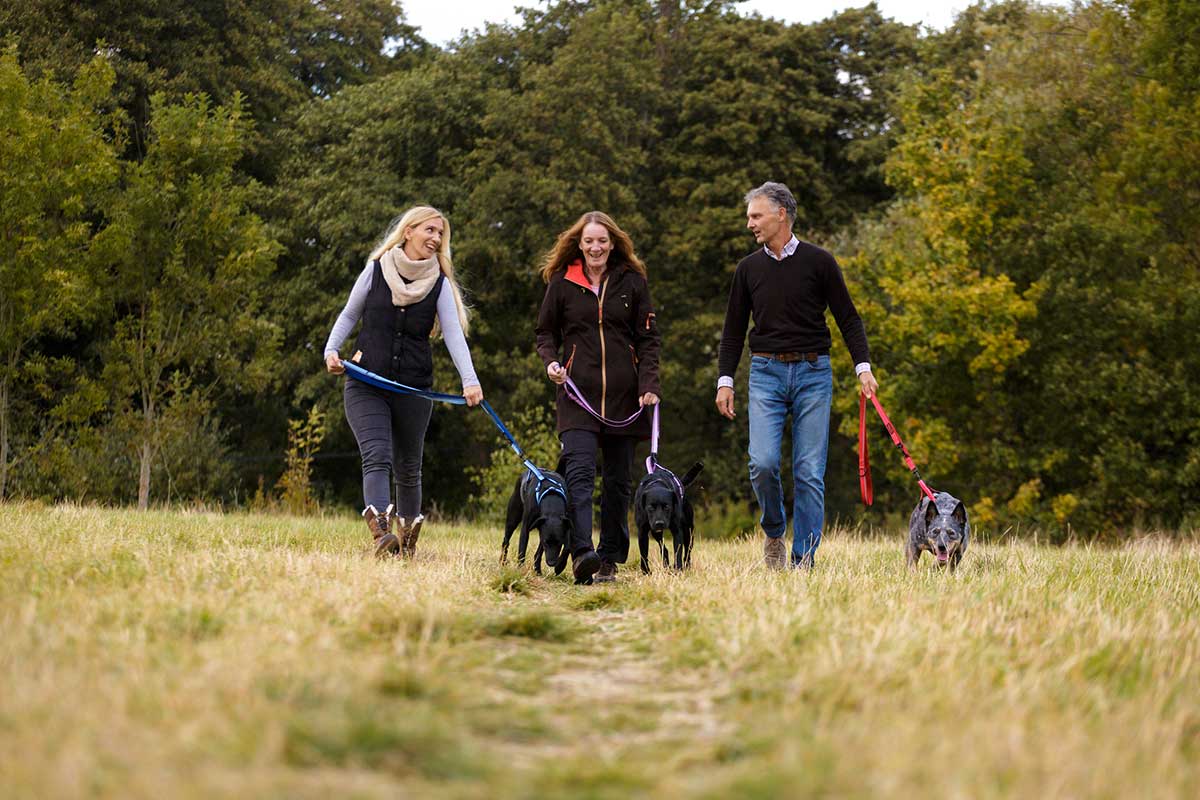 Wellbeing and happiness for our and your dog on World Animal Day ...