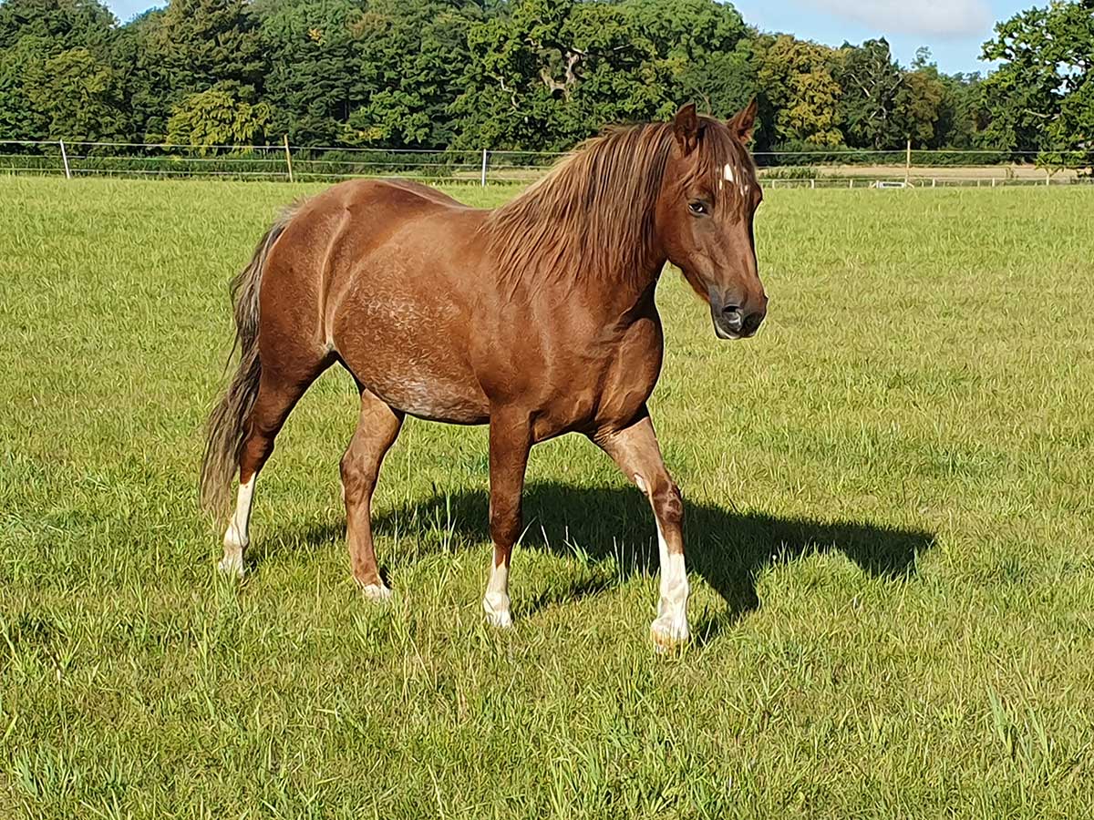 Equine crisis sees RSPCA rescue 90 horses a month - Companion Life