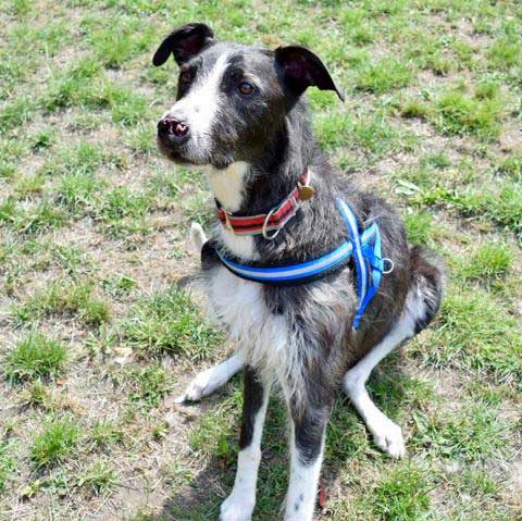 Lurcher store kennel club