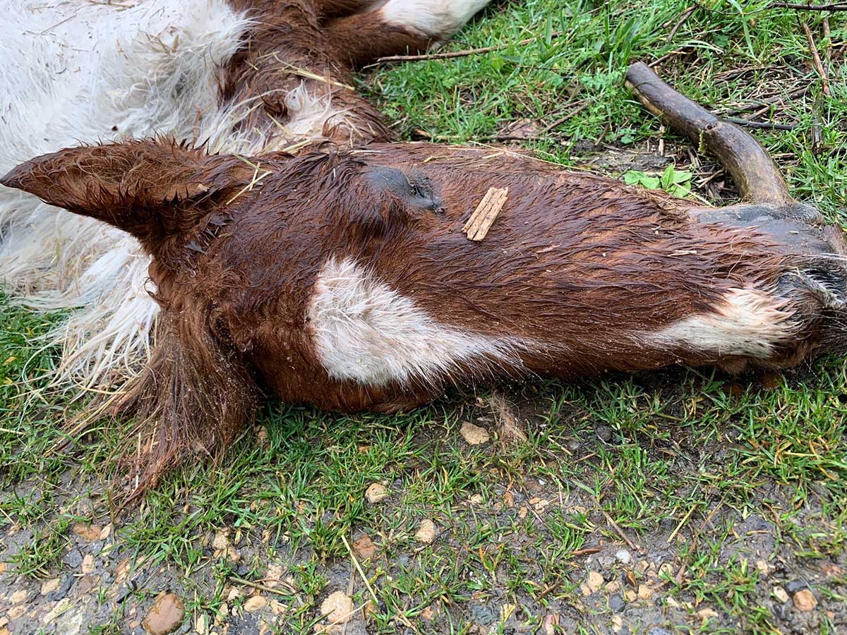 Dead horse found dumped like ‘rubbish’ - Companion Life