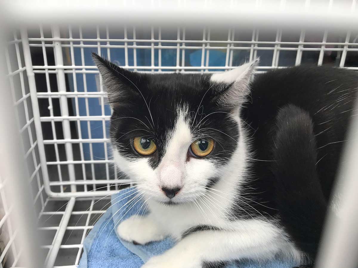 RSPCA rescues cats abandoned by canal - Companion Life