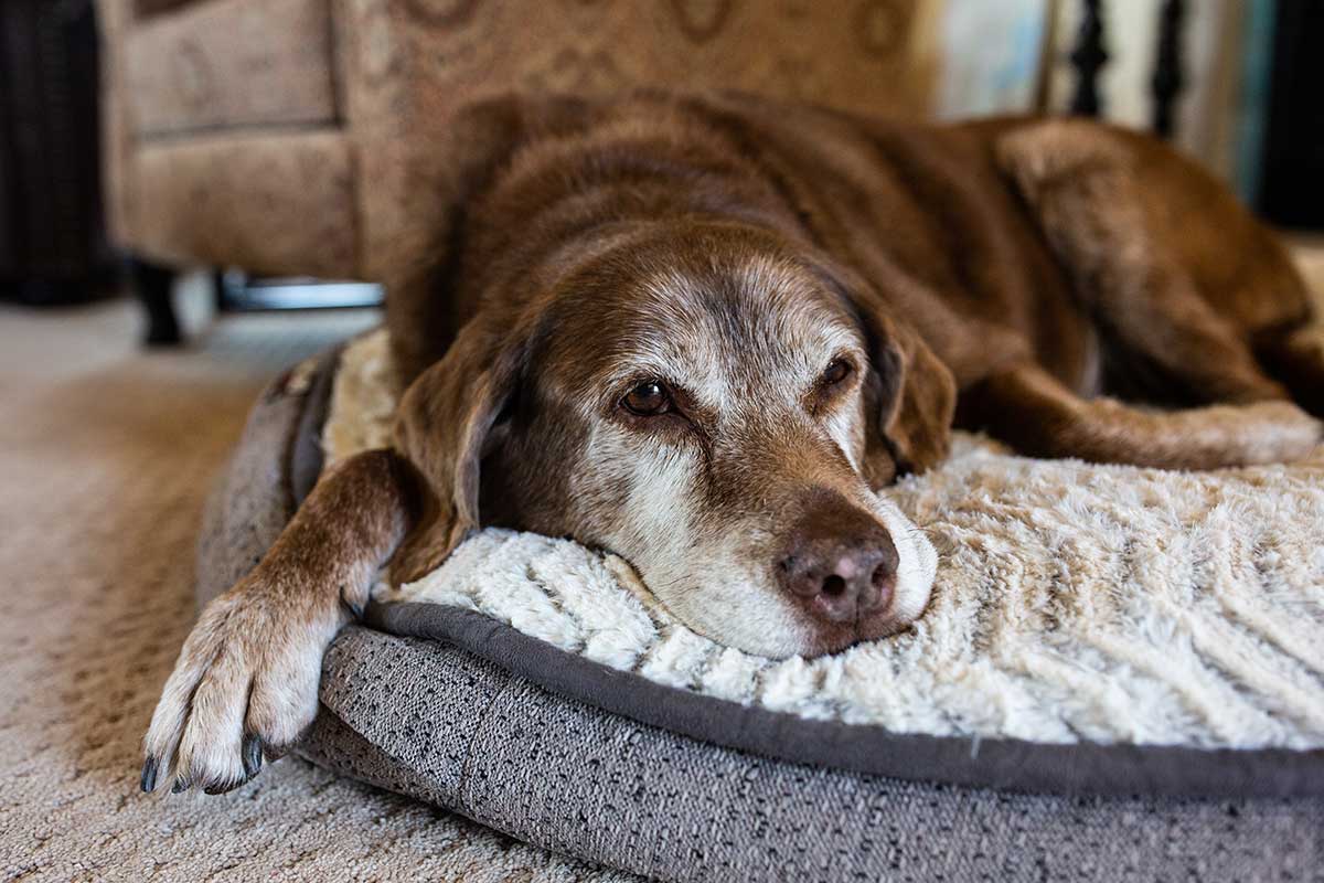 A guide to…Understanding dementia in pets - Companion Life