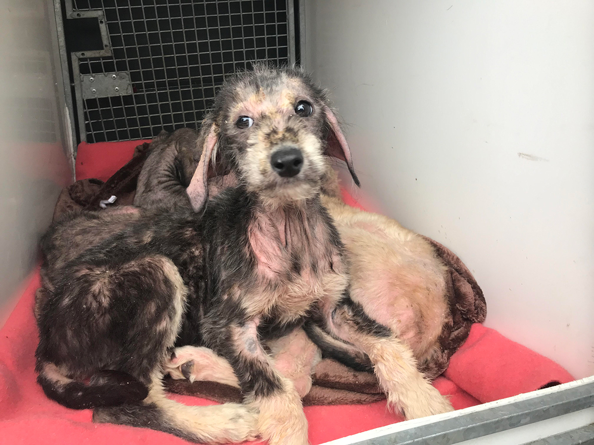 Rspca Caring For Lurcher Puppies Found Abandoned In A Bag Near A River 