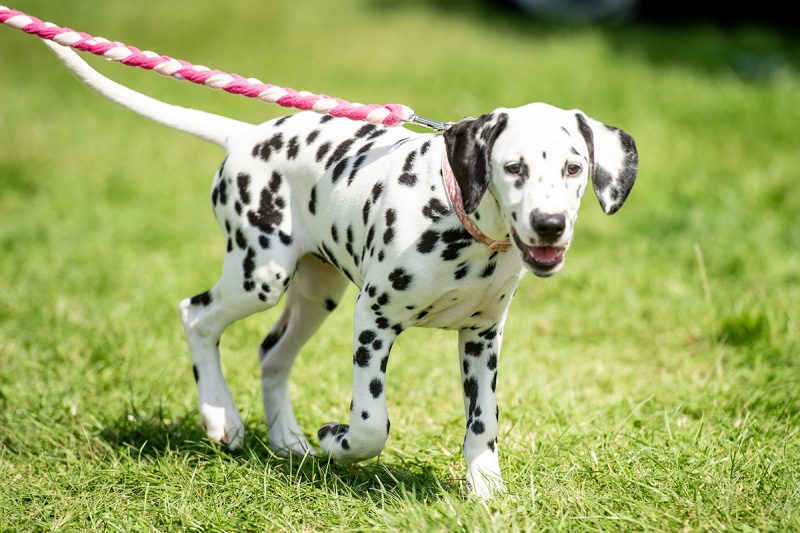 Kennel club uk top puppies