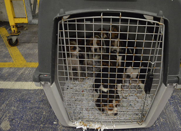 Crackdown on puppy smuggling can’t come soon enough as imports surge in ...