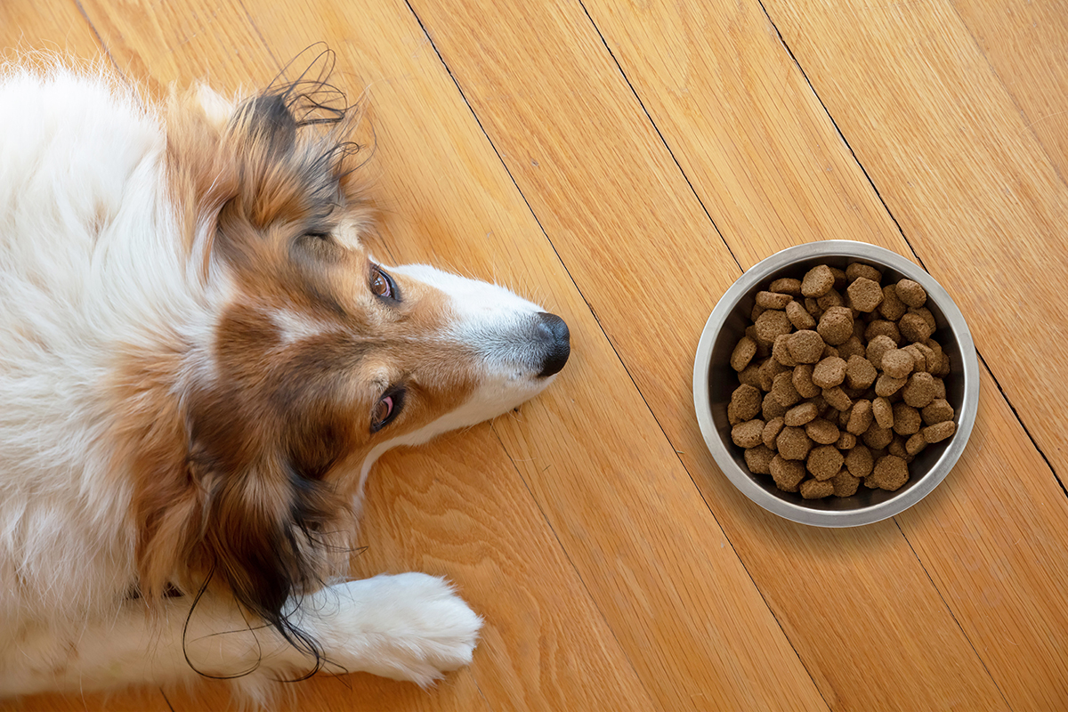 Can You Buy Pet Food With SNAP 56 OFF