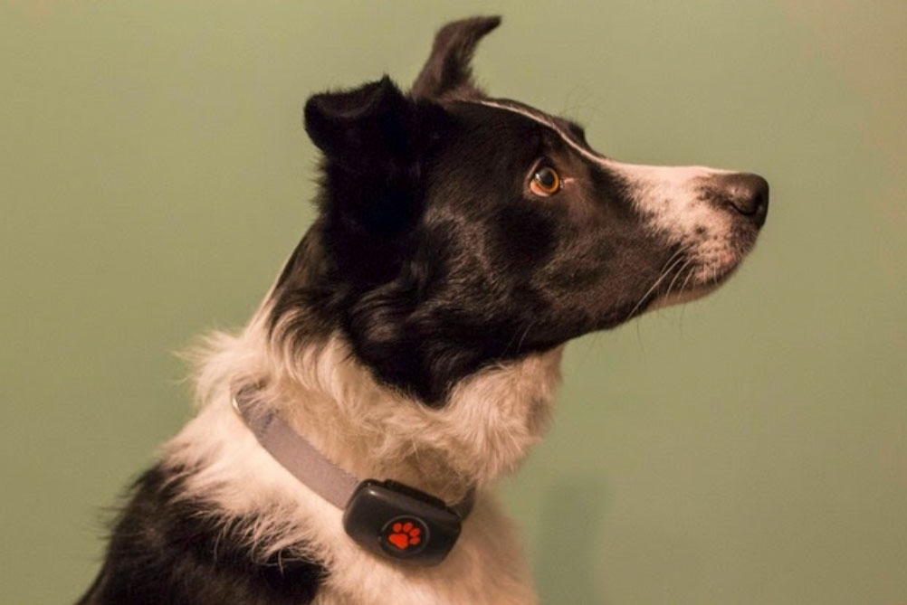 PitPat launches first GPS tracker for dogs with no subscription ...