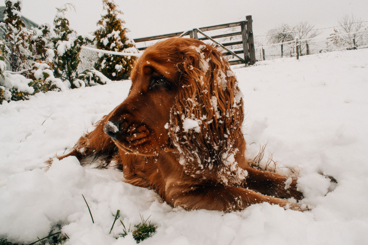 How snow and grit can be harmful to your dog how to prevent it