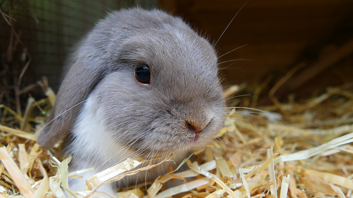 Advice from the expert: Winter care for rabbits - Companion Life