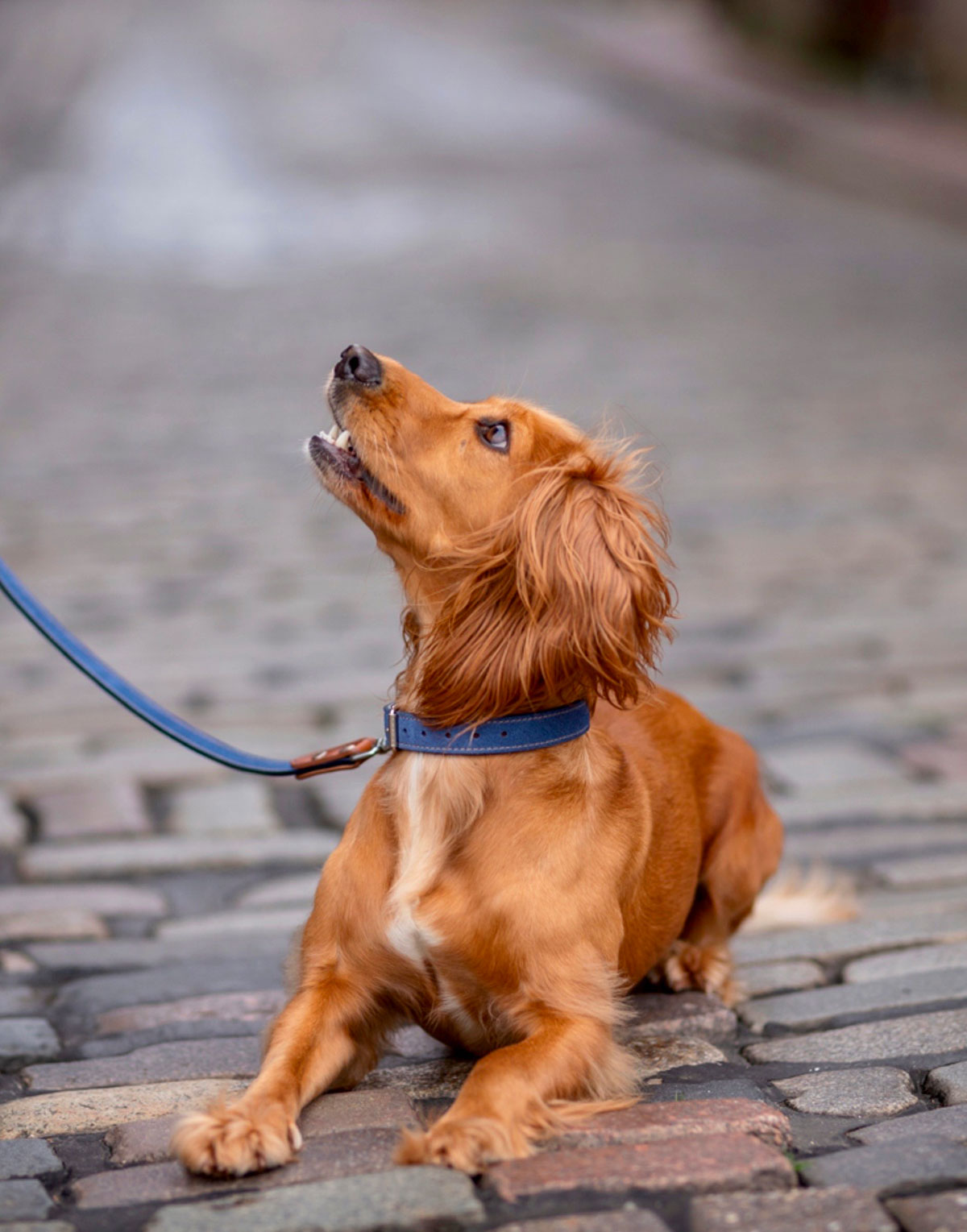 Pugalier of London - The only dog accessory brand you need - Companion Life