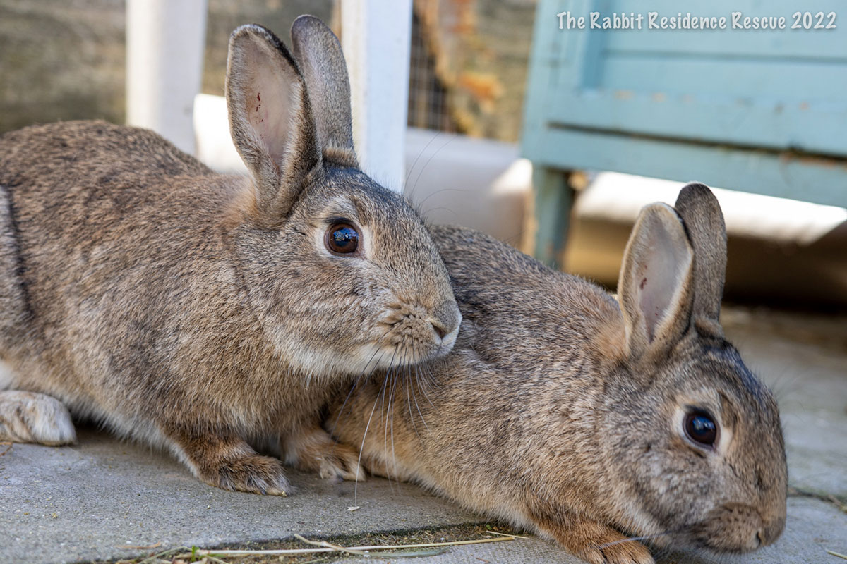 Wild rabbit hot sale rescue near me