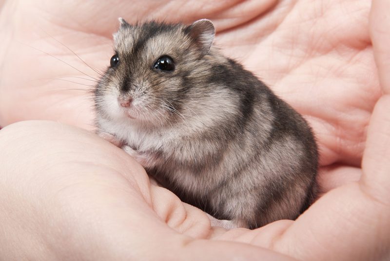Hamster Lifespan: Tips for Longer Years of Companionship