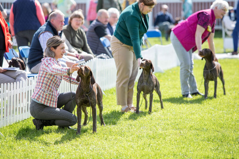 The Kennel Club invites dogs and owners to 'Have a Go' show in Windsor