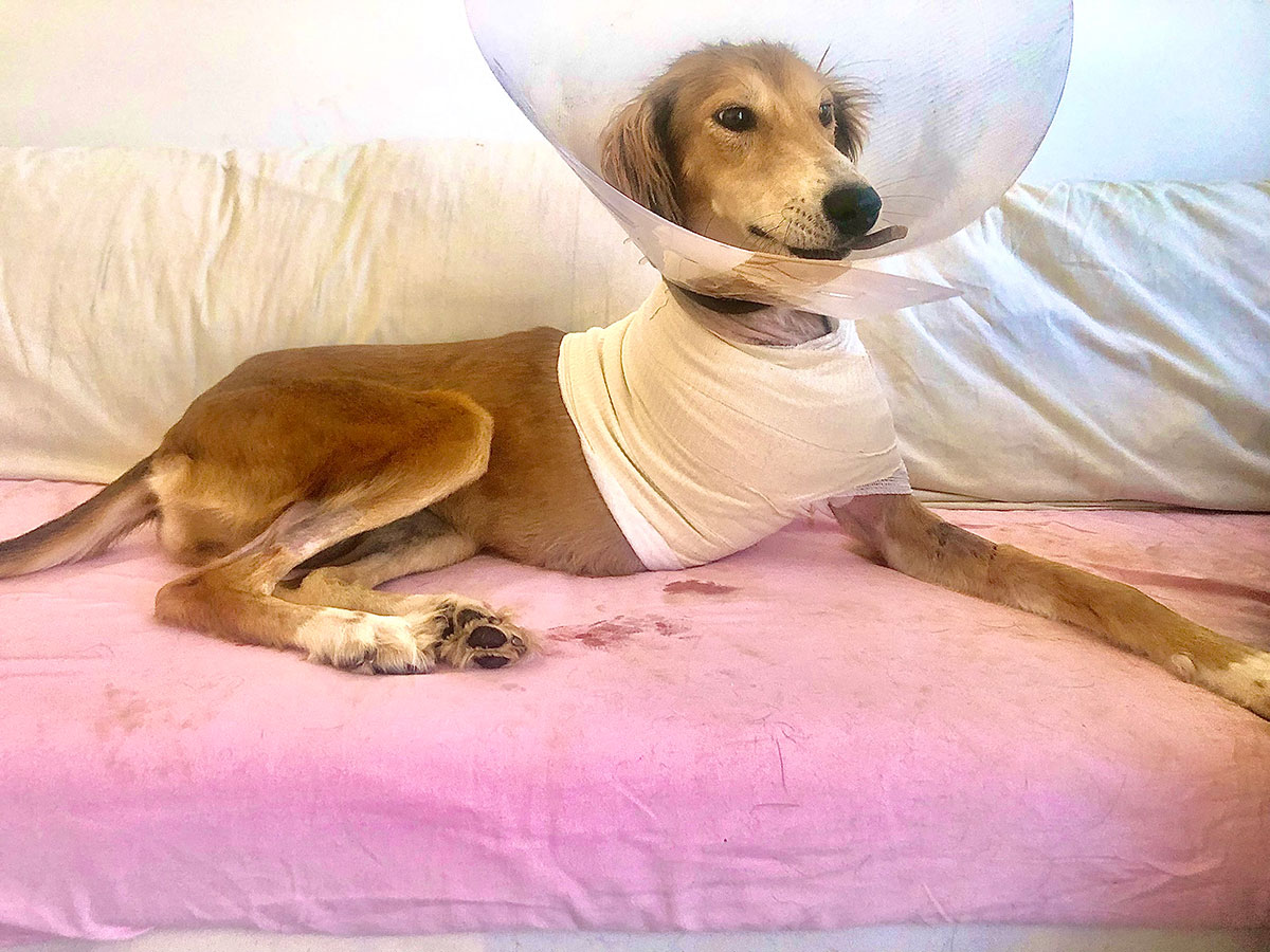 Dog’s leg amputated after breaking twice Companion Life