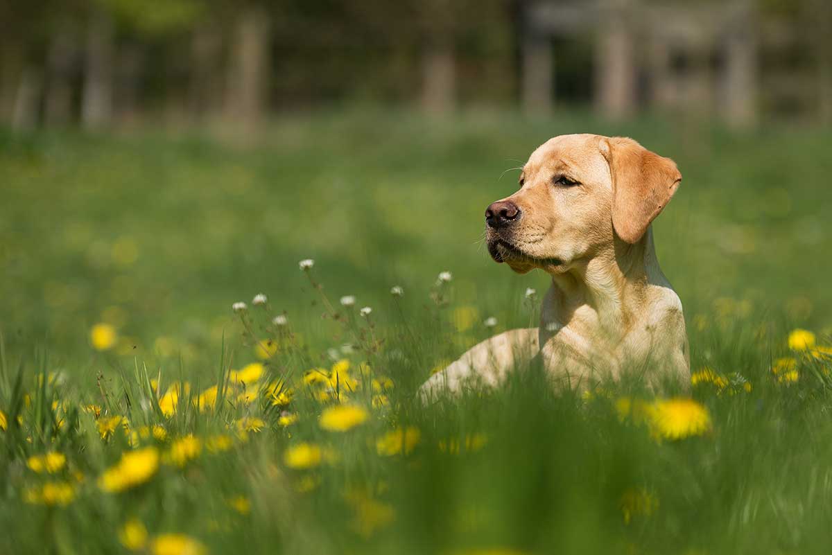 5 Spring plants that are toxic to dogs - Companion Life