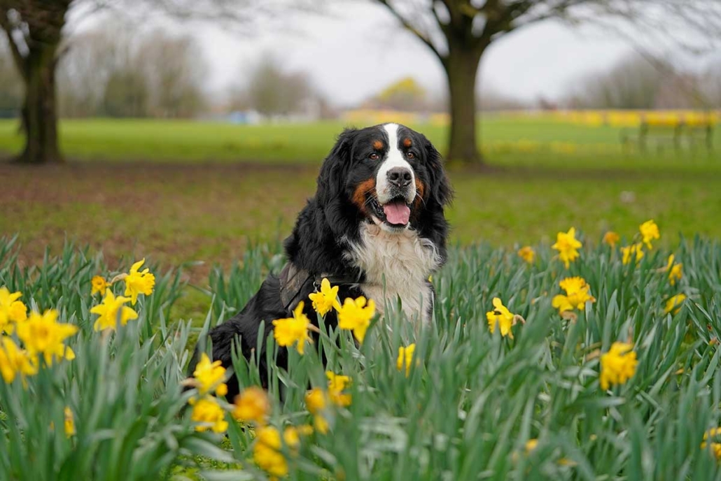 A guide to Spring hazards for pets - Companion Life