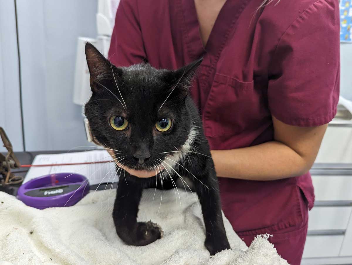 Cat with lethal trap hanging off his leg is rescued from an allotment ...