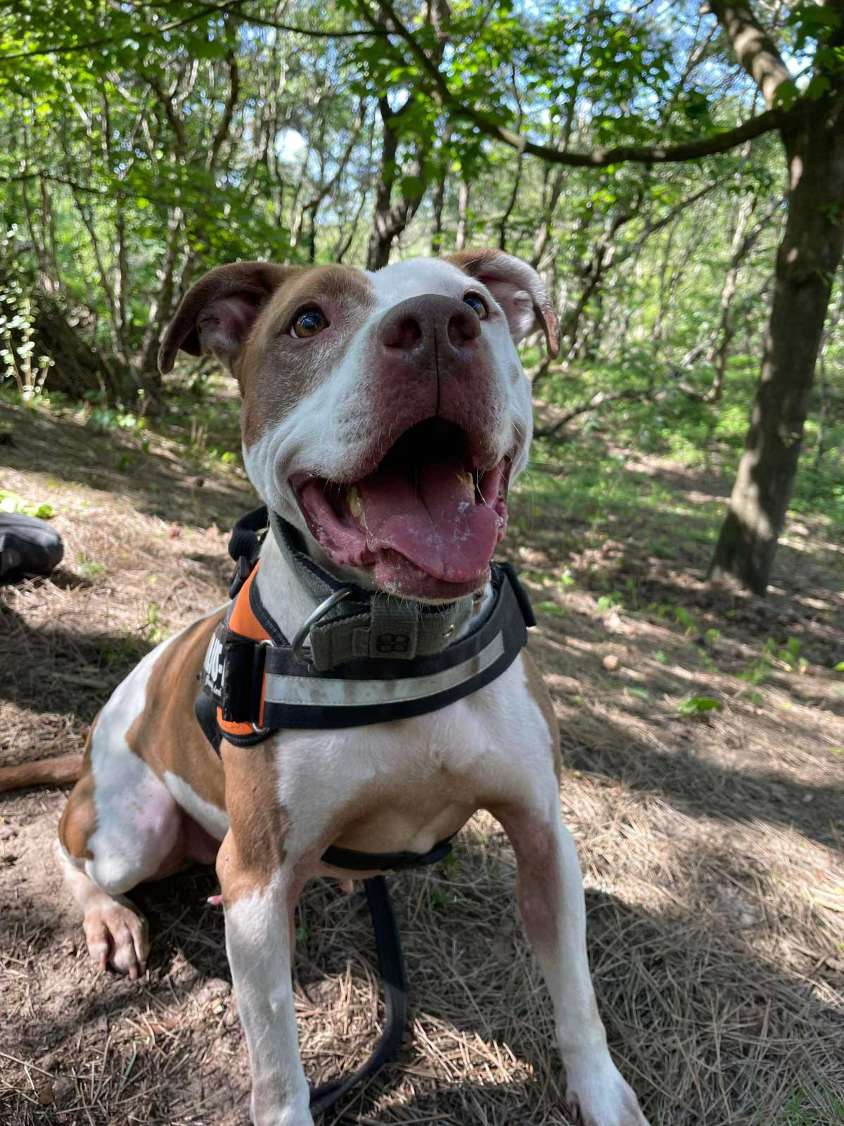 Rspca clearance crate training